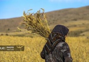 برداشت گندم در گیلان