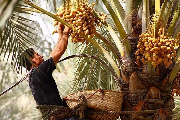 ضرورت تنظیم دور آبیاری نخلستان‌ها جهت کاهش خشکیدگی خوشه‌های خرما