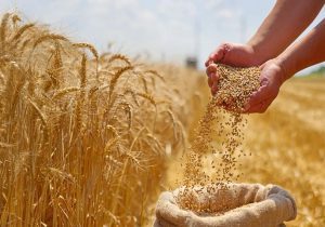 قیمت تضمینی گندم هنوز رسمی نشده؛ کشاورزان منتظرند