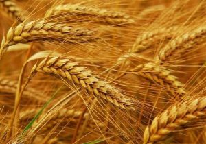 ترکیه به گندم روسیه، روی خوش نشان داد