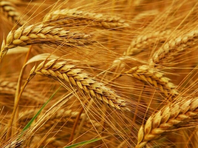 ترکیه به گندم روسیه، روی خوش نشان داد