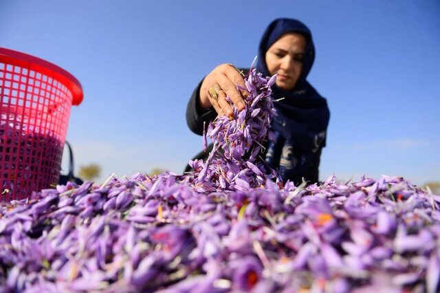 وقتی خشکسالی هم جلوی زنان روستایی را نمی گیرد…