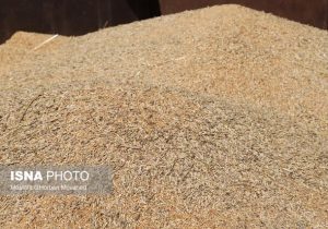 امسال چقدر گندم خارجی خریدیم؟