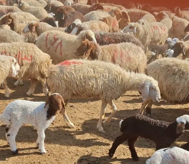نوسان قیمت دام ادامه دارد/ یارانه‌ها فقط بخشی از هزینه‌ها را پوشش می‌دهند