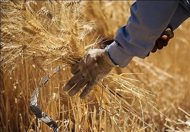 بازنگری قیمت گندم در دستور کار دولت / محاسبات وزارت جهاد هنوز نهایی نیست
