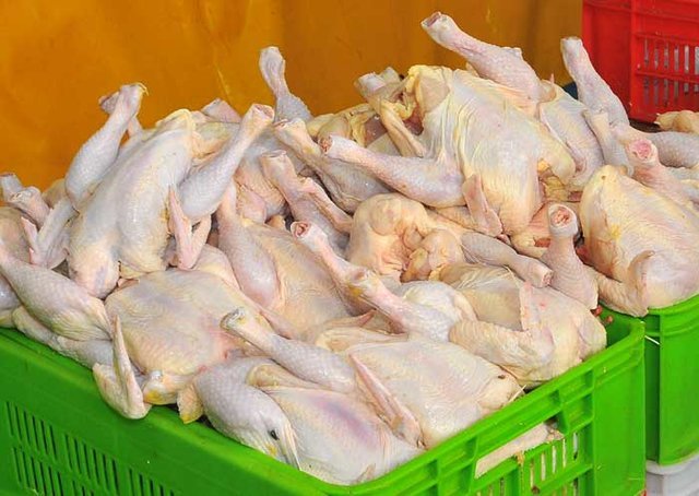 درخواست اتحادیه مرغداران برای جمع‌آوری مرغ مازاد پیش از رمضان و نوروز