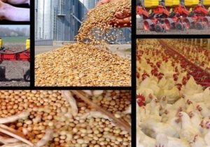 هشدار درباره تبعات گرانی نهاده‌ها بر قیمت مرغ !