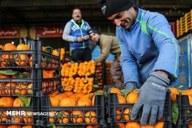 میوه‌های شب عید از امروز توزیع می‌شود