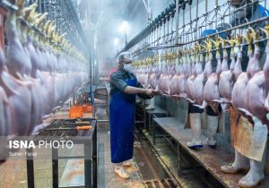 مازاد تولید داریم، اما چرا مرغ برای مردم گران است؟