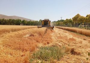 ۹۰ روز گذشت، قیمت خرید تضمینی گندم مشخص نشد/ نرخ پیشنهادی چند؟
