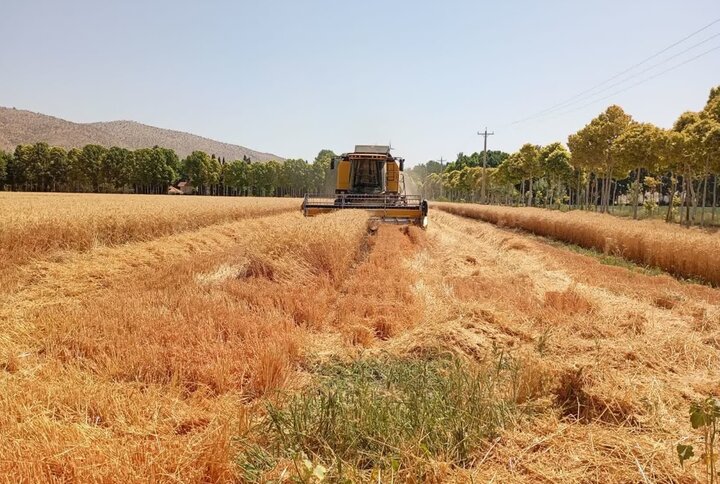 ۹۰ روز گذشت، قیمت خرید تضمینی گندم مشخص نشد/ نرخ پیشنهادی چند؟